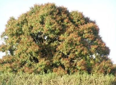 photo primaire proverbs tres grand mangier.jpg